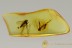 PREDATORY FUNGUS GNAT Keroplatidae Orfelia LAYING EGGS BALTIC AMBER 2528