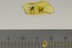 PREDATORY FUNGUS GNAT Keroplatidae Orfelia LAYING EGGS BALTIC AMBER 2528