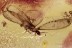 PERFECT Spread Wings Termite Isoptera Inclusion BALTIC AMBER 2531