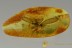 PERFECT Spread Wings Termite Isoptera Inclusion BALTIC AMBER 2531