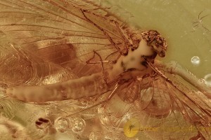 LATRIDIIDAE Latridius alexeevi & Spread Wings MAYFLY Inclusion BALTIC AMBER 2532