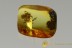 PINE CONE Half of Pinaceae Rare Plant Inclusion BALTIC AMBER 2533