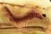 Nice Large Fat MILLIPEDE Diplopoda 10mm+ Inclusion BALTIC AMBER 2534