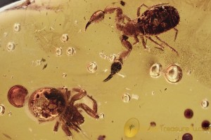 GREAT SCENE False Scorpion Pseudoscorpion & Small Spider Inclusion BALTIC AMBER 2535