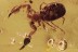 GREAT SCENE False Scorpion Pseudoscorpion & Small Spider Inclusion BALTIC AMBER 2535