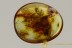 APIDAE Succinapis 3 Rare BEES Fossil Inclusions BALTIC AMBER 2536