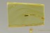 ROOT-EATING BEETLE Monotomidae Monotominae Inclusion BALTIC AMBER 2552