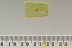 ROOT-EATING BEETLE Monotomidae Monotominae Inclusion BALTIC AMBER 2552