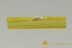NARROW-WAISTED BARK BEETLE Salpingidae Inclusion BALTIC AMBER 2559