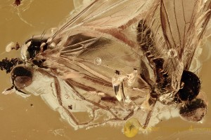  Mate Guarding or After Mating DANCE FLIES Empididae BALTIC AMBER 2562