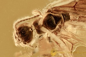 Nice WASP Scolebythidae Inclusion BALTIC AMBER 2561