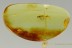 Nice WASP Scolebythidae Inclusion BALTIC AMBER 2561