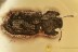 IRONCLAD BEETLE Nice Zopheridae Endophloeus Inclusion BALTIC AMBER 2582