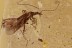 SOLDIER BEETLE Nice Cantharidae Inclusion BALTIC AMBER 2580