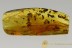 SNOUT BARK BEETLE Weevil SUPERB Curculionidae Cossoninae BALTIC AMBER 2587