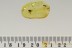 DEATH-WATCH BEETLE Well Preserved Ptinidae & Dolichopodidae BALTIC AMBER 2589