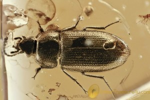 Superb HAIRY FUNGUS BEETLE Mycetophagidae Crowsonium BALTIC AMBER 25900