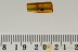 Superb FUNGUS WEEVIL Anthribidae Choraginae BALTIC AMBER 2591