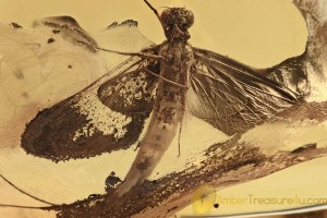 Giant MAYFLY Spread Wings Ephemeroptera Inclusion BALTIC AMBER 2594