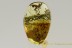 GLADIATOR Extremely Rare Mantophasmatodea Inclusion BALTIC AMBER 2570