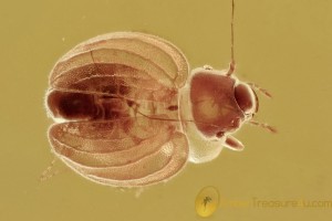 PERFECT Sphaeropsocidae TOP Booklice Psocoptera Inclusion BALTIC AMBER 2569