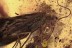 Large PATTERNED WINGS CADDISFLY Flies & Debris BALTIC AMBER 2572