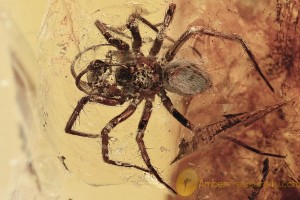MESH WEB SPIDER Dictynidae Mastigusa Weird Pedipalps BALTIC AMBER 2574