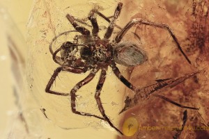 MESH WEB SPIDER Dictynidae Mastigusa Weird Pedipalps BALTIC AMBER 2574