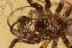 MESH WEB SPIDER Dictynidae Mastigusa Weird Pedipalps BALTIC AMBER 2574