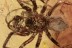 MESH WEB SPIDER Dictynidae Mastigusa Weird Pedipalps BALTIC AMBER 2574