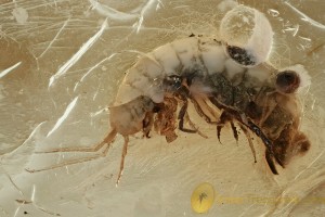 FRESHWATER SHRIMP Amphipoda Gammaridea Crangonyctidae BALTIC AMBER 2573