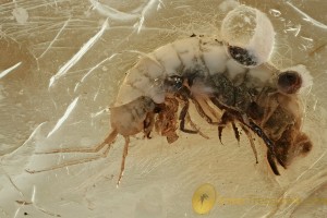 FRESHWATER SHRIMP Amphipoda Gammaridea Crangonyctidae BALTIC AMBER 2573