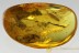 HUGE Crane Fly PUPAE Rare Inclusion & More BALTIC AMBER 19gr 2599
