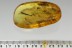 HUGE Crane Fly PUPAE Rare Inclusion & More BALTIC AMBER 19gr 2599