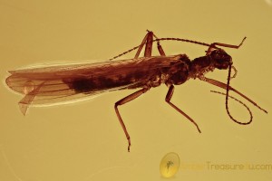 Perfect Colorful STONEFLY Plecoptera & True Midge BALTIC AMBER 2596