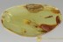 Perfect Colorful STONEFLY Plecoptera & True Midge BALTIC AMBER 2596