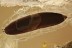 Superb DILLENIA Leaf 10mm Long Well Preserved Plant BALTIC AMBER 2603