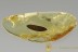 Superb DILLENIA Leaf 10mm Long Well Preserved Plant BALTIC AMBER 2603