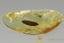 Superb DILLENIA Leaf 10mm Long Well Preserved Plant BALTIC AMBER 2603