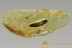 Superb DILLENIA Leaf 10mm Long Well Preserved Plant BALTIC AMBER 2603