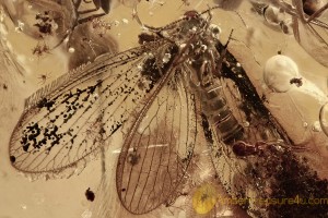 NEURORTHIDAE Lacewing Enhydros Swarm of Dipterans Leaf BALTIC AMBER 2598