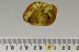 NEURORTHIDAE Lacewing Enhydros Swarm of Dipterans Leaf BALTIC AMBER 2598