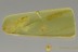  PSEUDOCENTIPEDE Symphyla Garden Centipede Very Rare Inclusion BALTIC AMBER 2600