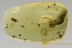 Great MILLIPEDE Diplopoda & Hairy Fungus Beetle BALTIC AMBER 2602