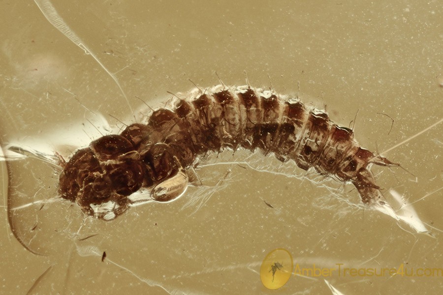 2 STAGES in Piece Rare Ocellate Rove Beetle Omaliinae & Larvae BALTIC AMBER 2609 2 STAGES in Piece Rare Ocellate Rove Beetle Omaliinae & Larvae BALTIC AMBER 2609