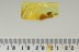 LEAF BEETLE Chrysomelidae Eumolpinae Inclusion BALTIC AMBER 2611