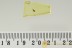 MYCETOPHAGIDAE Colorful Hairy Fungus Beetle BALTIC AMBER 2614
