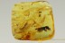 3 DIFFERENT BEETLES Great Rare Carabidae Dyschiriini BALTIC AMBER 2608