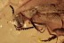  GIANT RHIPIPHORIDAE Wedge-Shaped Beetle Fossil BALTIC AMBER 2628