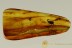 Very Rare BRANCH TWIG BORER BEETLE Bostrichidae BALTIC AMBER 2630